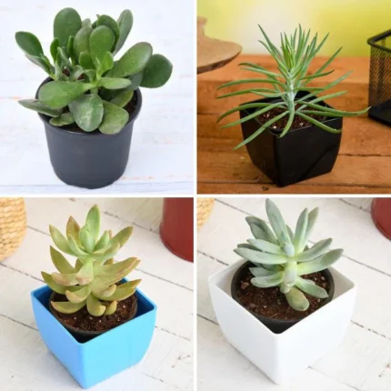 Top 4 Die Hard Succulents Pack