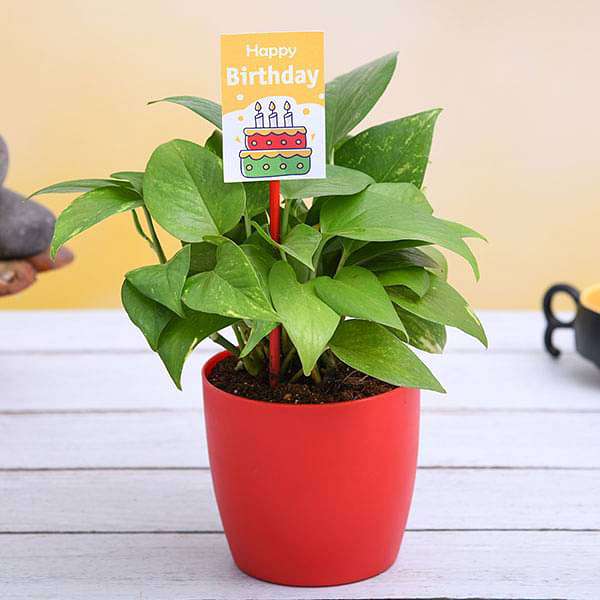 vcvblive-gifts-birthday-special-money-plant-16968640626828_600x600
