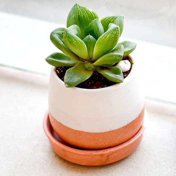 ve-gifts-give-happiness-with-glorious-haworthia-in-a-ceramic-pot-16968879669388_600x600