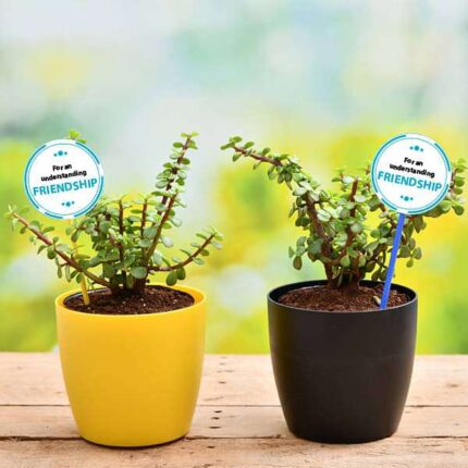 Set of 2 Good Luck Jade Plants for our Adventurous Friendship
