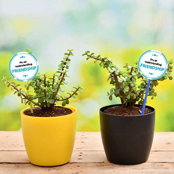 ve-gifts-set-of-2-good-luck-jade-plants-for-our-adventurous-friendship-16969317220492_600x600