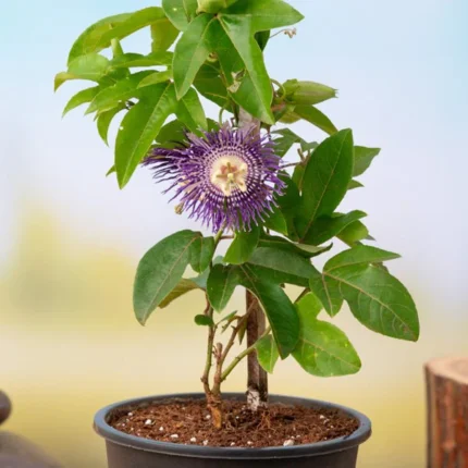 Krishna Kamal, Passion flower, Passiflora incarnata (Purple) - Plant