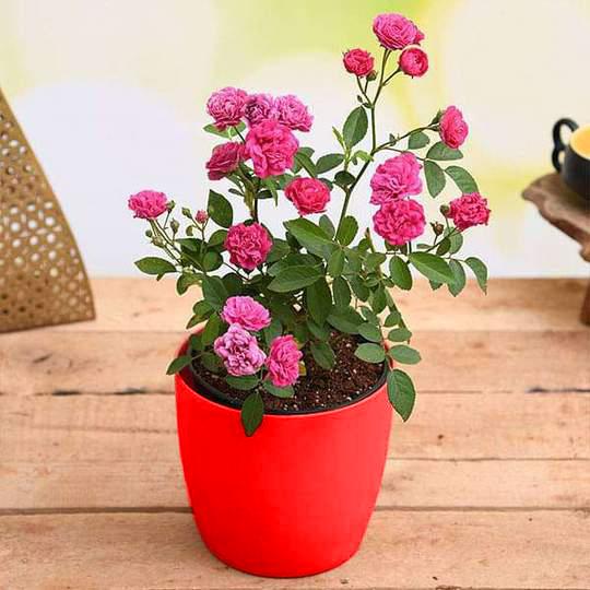 vvvve-admire-true-love-with-miniature-pink-rose-gift-plant_540x540