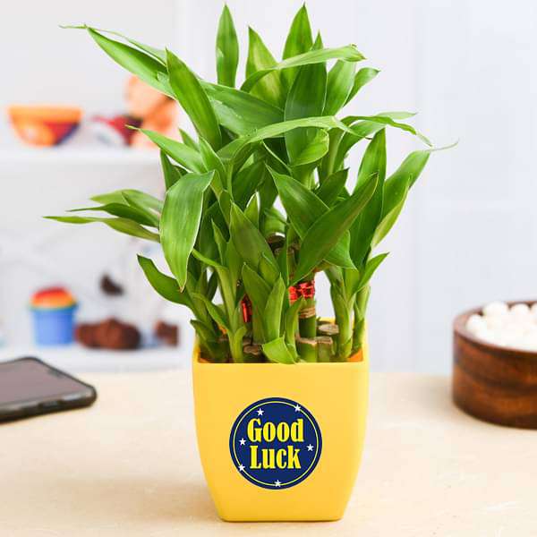 vvvvvvverylive-gifts-2-layer-lucky-bamboo-plant-for-someone-you-care-16968896217228_600x600