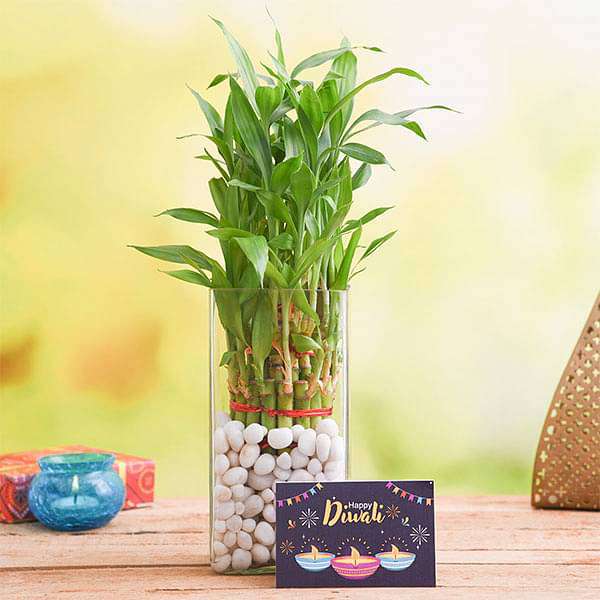 xdsaweqve-gifts-celebrate-diwali-with-3-layer-lucky-bamboo-plant-16968700493964_600x600