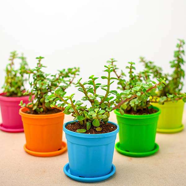 xxd-bulk-gifts-elephant-bush-jade-plant-gift-pack-16968841003148_600x600