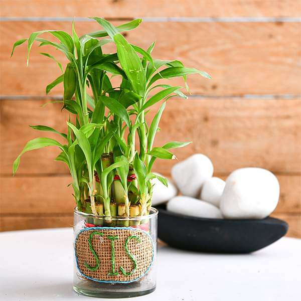 xxx-gifts-2-layer-lucky-bamboo-for-pretty-sister-16969014018188_600x600