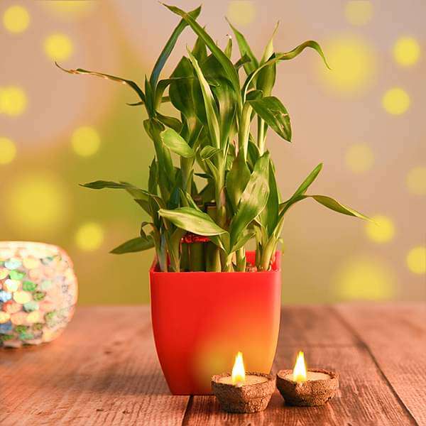 zdve-gifts-lucky-bamboo-with-eco-friendly-diyas-16969015558284_600x600
