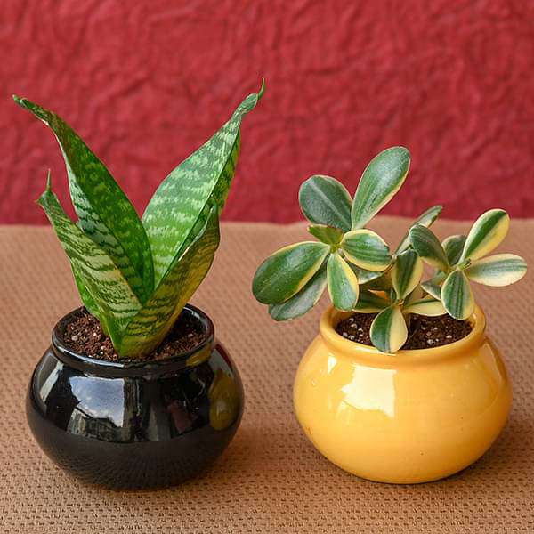 zsserylive-gifts-gift-bundle-of-health-and-prosperity-with-plants-in-ceramic-handi-pots-16968878653580_600x600