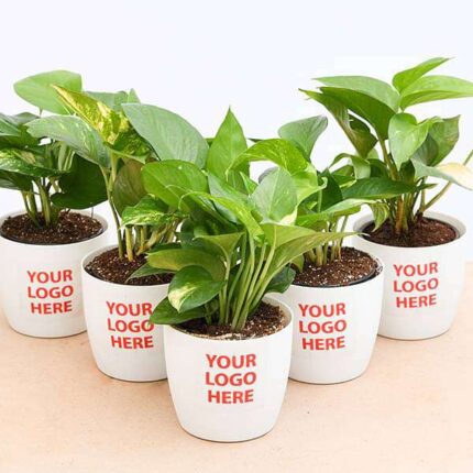 Money Plant (Green) - Corporate Gift (set of 30)