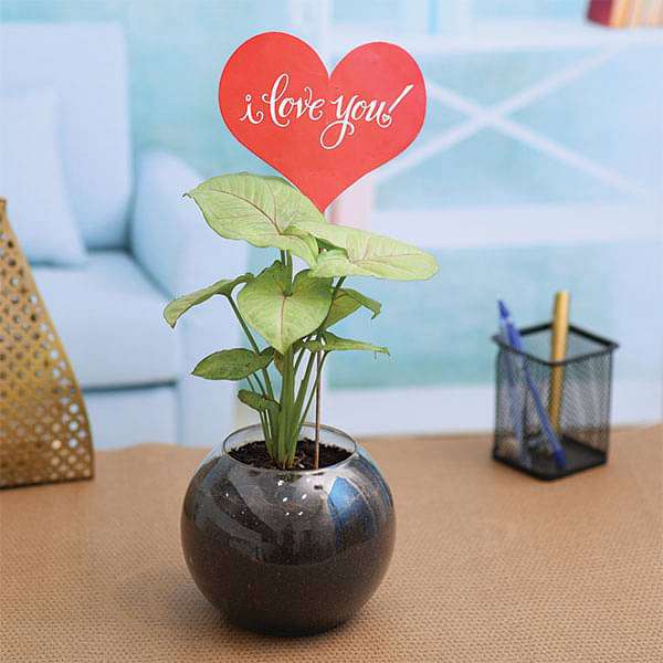 -09ve-gifts-syngonium-plant-in-a-spherical-glass-vase-for-someone-special-16969367289996_600x600 (1)