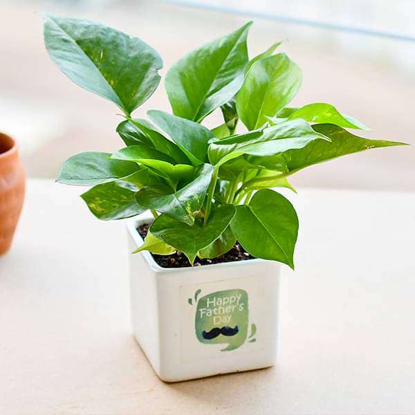3214-gifts-wonderful-money-plant-for-special-dad-16969429876876_600x600