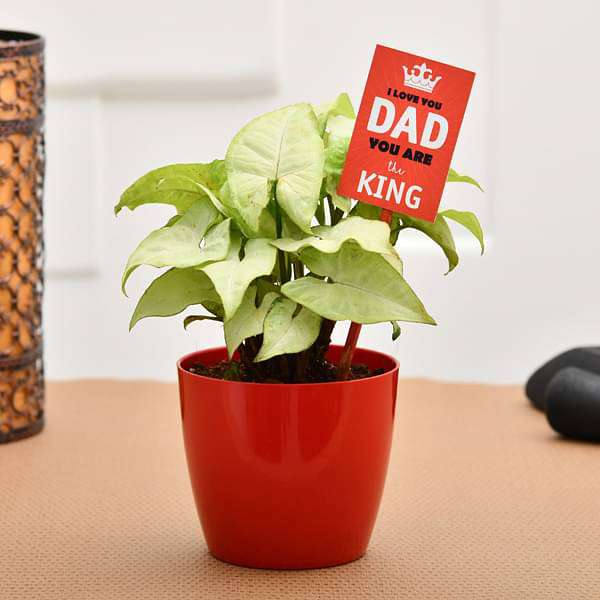 32155-gifts-cool-syngonium-for-coolest-dad-16968794767500_600x600