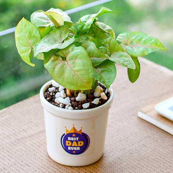 45677e-gifts-adoring-syngonium-in-ceramic-pot-for-admirable-father-16968551956620_600x600