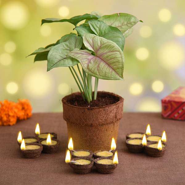 bvcn-gifts-celebrate-eco-friendly-diwali-with-syngonium-plant-16968700625036_600x600
