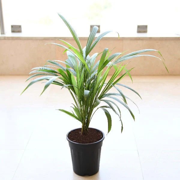 bvcxz -areca-palm-small-plant-in-4-inch-10-cm-black-pot-172105_600x600