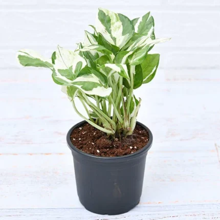Money Plant Marble Queen - Plant