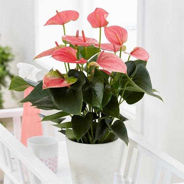 ewsaz-anthurium-andreanum-princess-amalia-elegance-plant_600x600