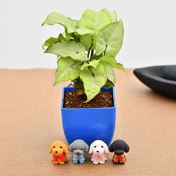 sadve-gifts-delightful-syngonium-for-dog-lover-dad-16968818589836_600x600