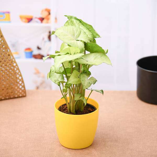 wasaag-syngonium-green-plant-1_600x600