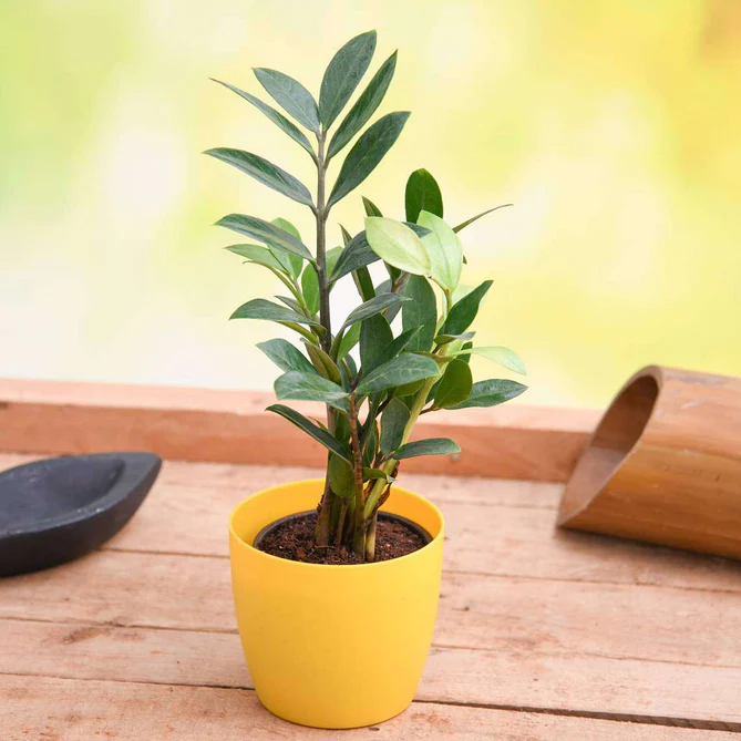 wqertt-g-zamioculcas-zamiifolia-zz-plant-plant_669x669