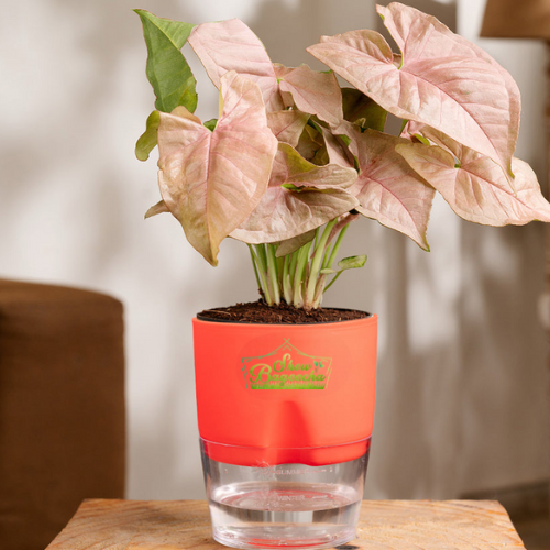 ShowBageecha_Pink Pink Syngonium