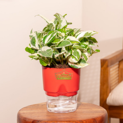 Indoor Money Plant