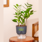 Glossy green ZZ Plant (Zamioculcas zamiifolia) in a decorative pot, perfect for modern indoor spaces.