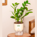 Glossy green ZZ Plant (Zamioculcas zamiifolia) in a decorative pot, perfect for modern indoor spaces.