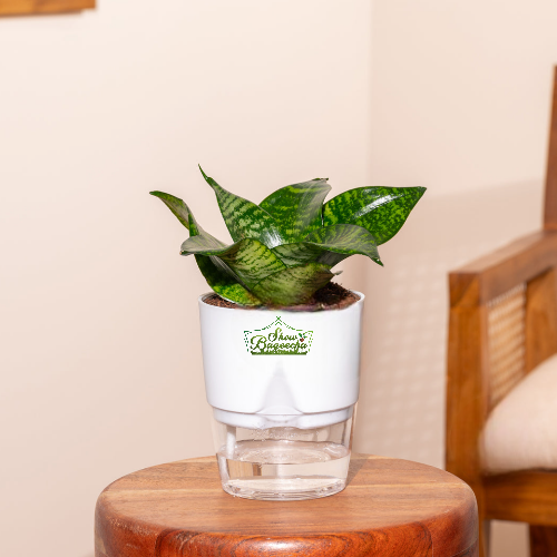 ShowBageecha Sanseveria green indoor