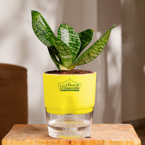 ShowBageecha Sanseveria green