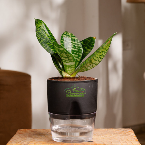 ShowBageecha Sanseveria Green Mother in law tongue