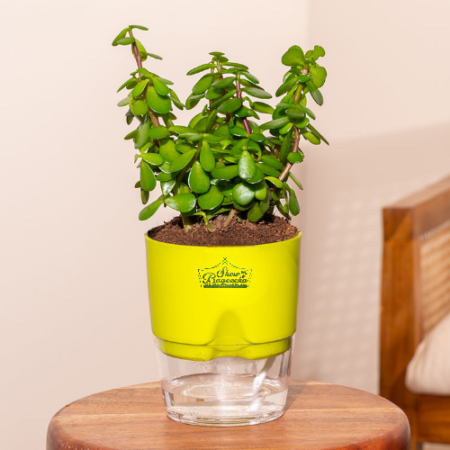 Lucky Jade Indoor