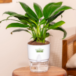 Peace lily indoor flowering plant