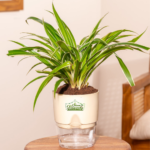 Spider plant air purifier