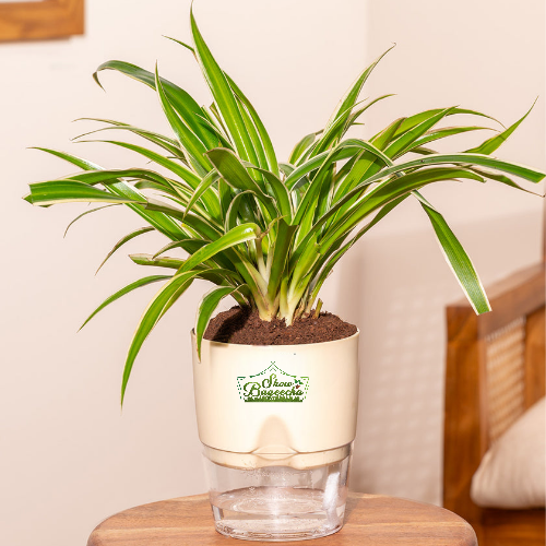 Sp SW 1 Spider plant air purifier