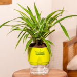 Spider plant air purifier