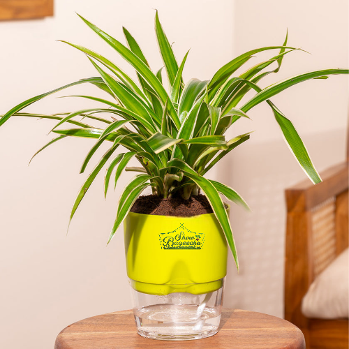 Sp SW 4 Spider plant air purifier