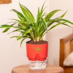 Spider plant indoor