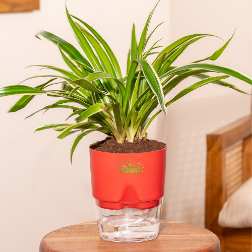Sp SW 5 Spider plant indoor