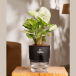 Green Syngonium Air purifier