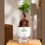 Lucky Bonsai Corporate Gifting