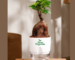 Lucky Bonsai Corporate Gifting