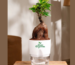 Lucky Bonsai Corporate Gifting