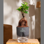 Luck Bonsai Corporate gifting