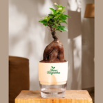 Diwali Gifting Plants