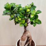 Ficus Bonsai