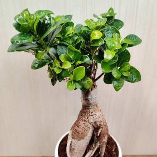 Ficus Bonsai