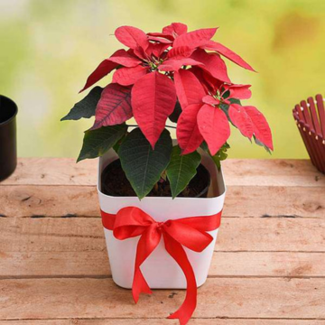 Plant Gifts Hyderabad