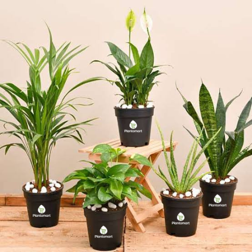 Wholesale Plants Nursery - Hyderabad
